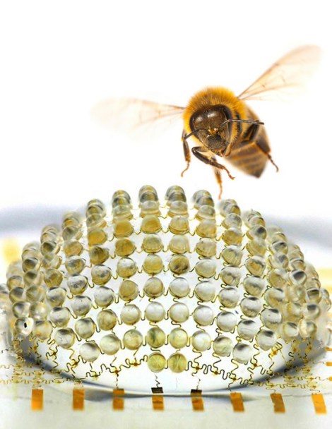 Bug's-eye camera and bee  Credit: University of Illinois and Beckman InstituteA new digital camera developed by scientists takes its inspiration from the compound eyes of insects. 